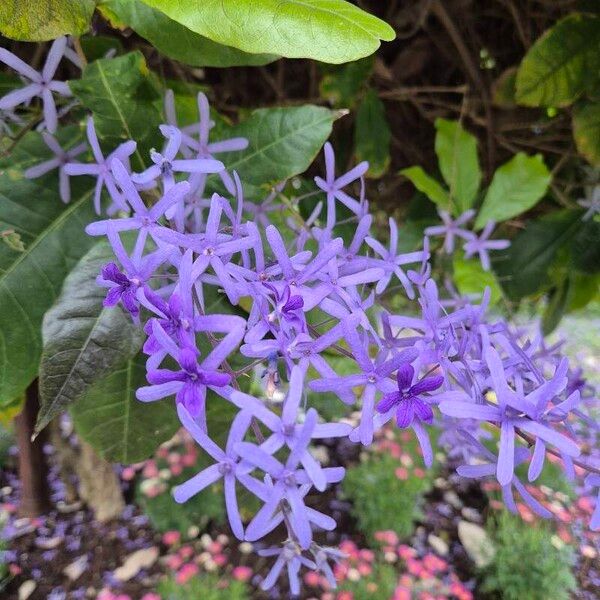 Petrea volubilis Fleur