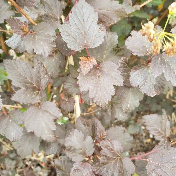 Physocarpus opulifolius Lehti