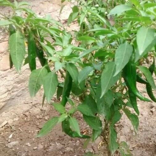 Capsicum annuum Habitatea