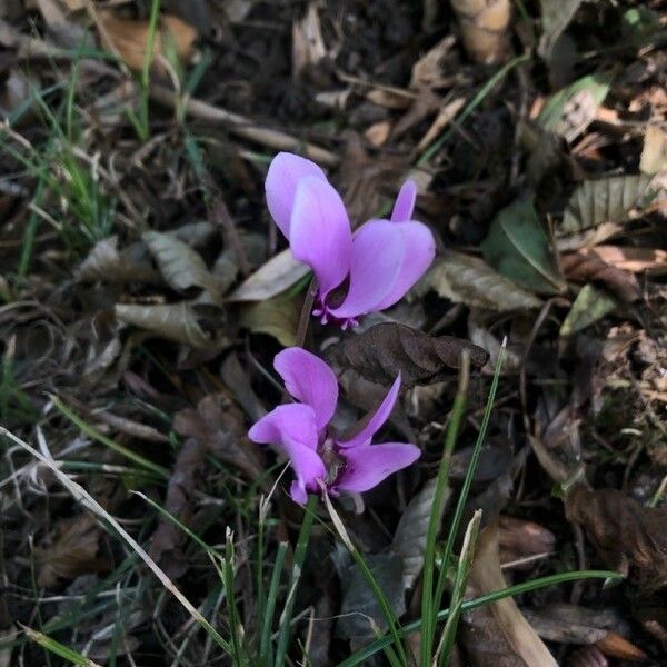 Cyclamen hederifolium Λουλούδι