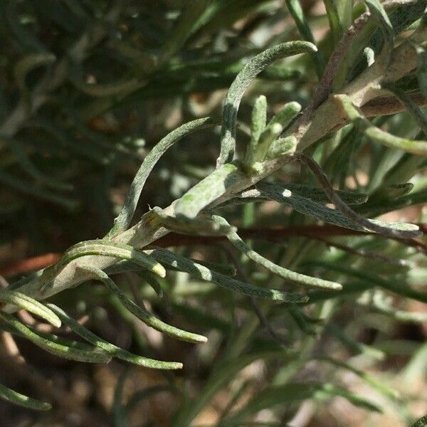 Helichrysum stoechas Лист