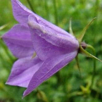 Campanula carpatica 花