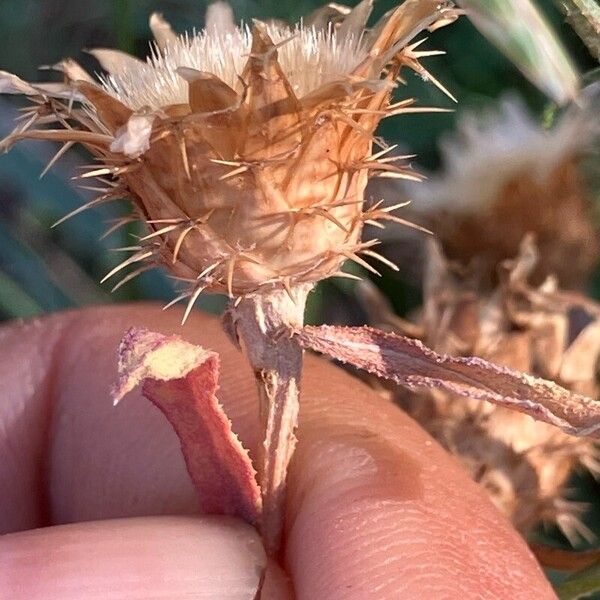 Centaurea aspera Fruct