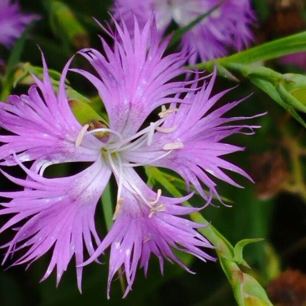 Dianthus hyssopifolius Fiore