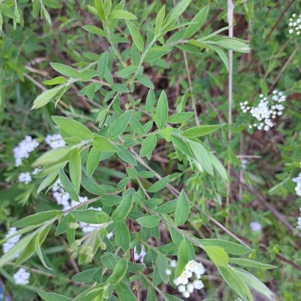 Spiraea x arguta Лист