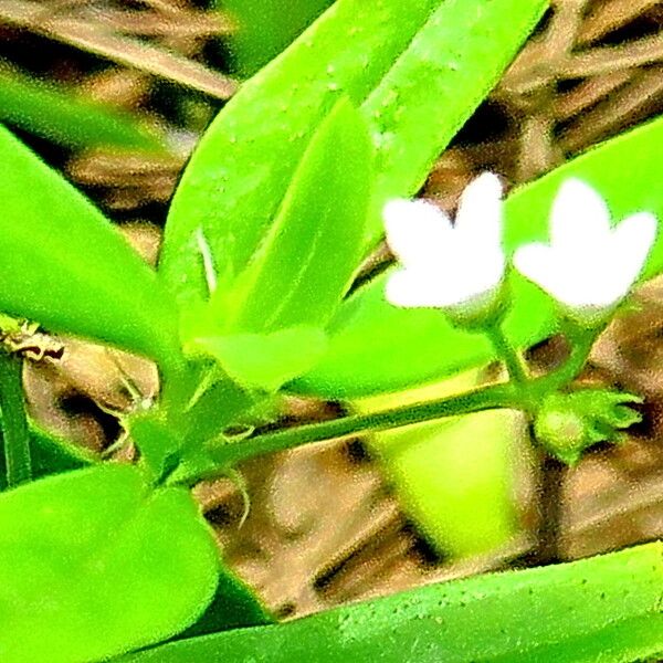 Oldenlandia corymbosa Cvet