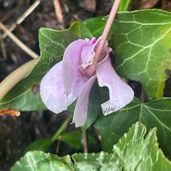 Cyclamen hederifolium പുഷ്പം