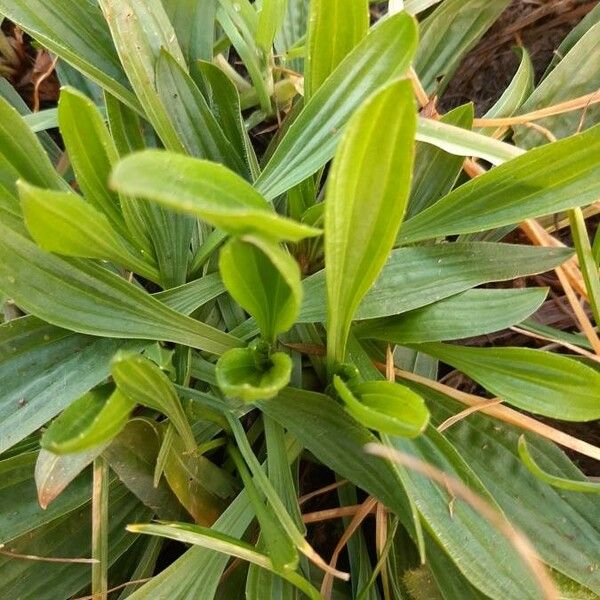 Plantago lanceolata Ліст