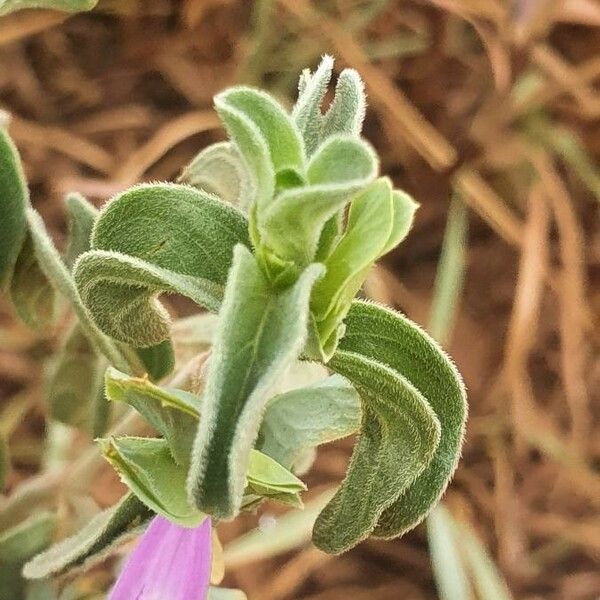 Dicliptera napierae Lehti