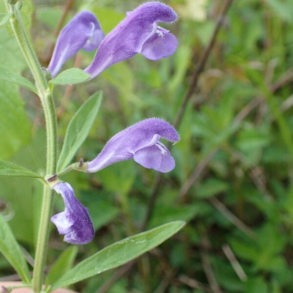 Scutellaria integrifolia 花