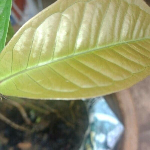 Eriobotrya japonica Leaf