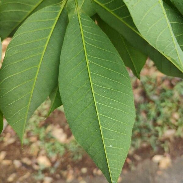 Hevea brasiliensis Leaf