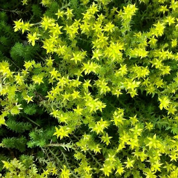 Sedum acre Flors