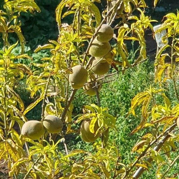 Prunus amygdalus Fruct