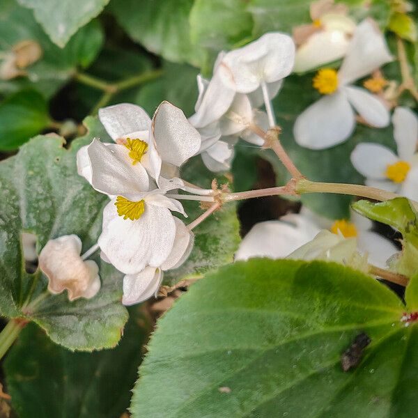 Begonia hirtella Квітка