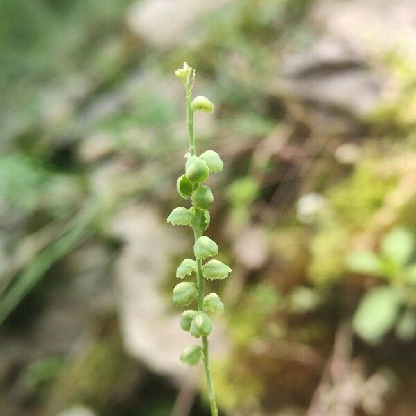 Aethionema saxatile Fruit