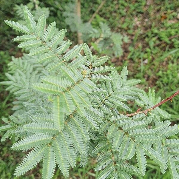 Mimosa tenuiflora ഇല