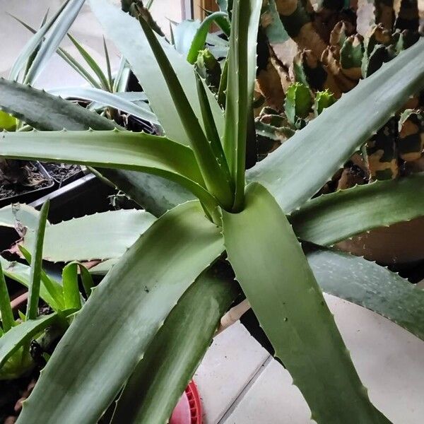 Aloe vera Habitus