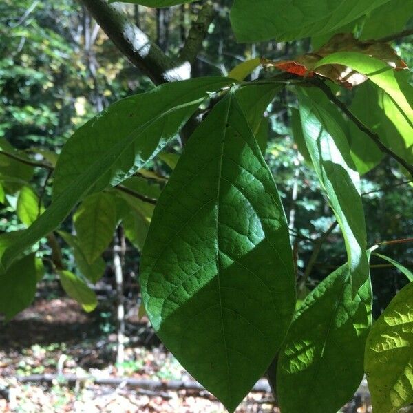 Asimina triloba 葉