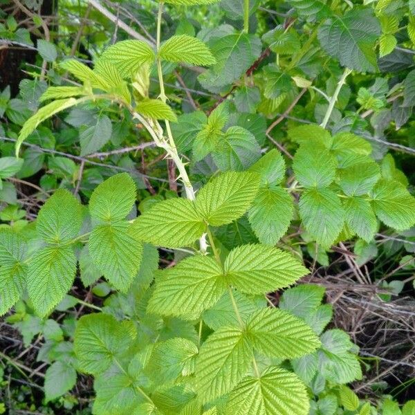 Rubus niveus Лист