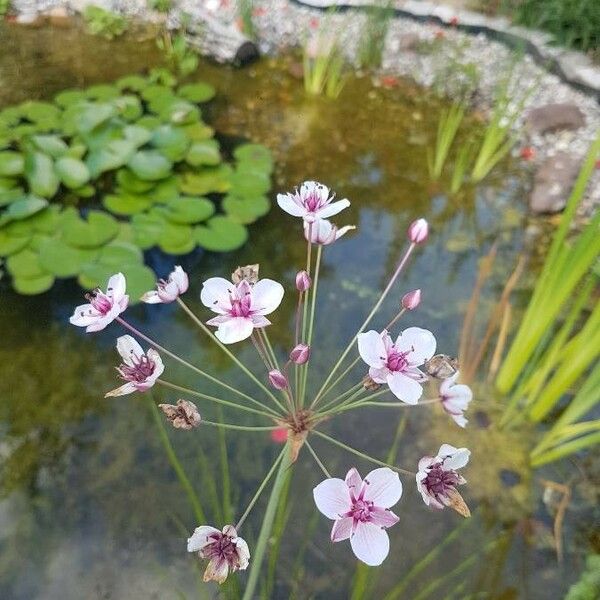 Butomus umbellatus Blomma