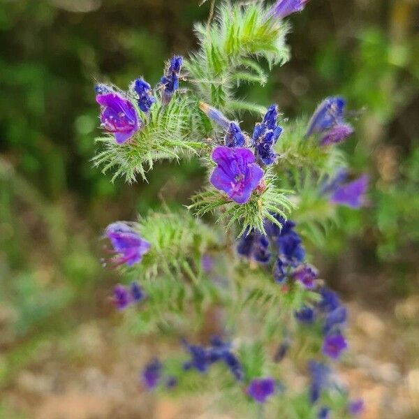 Echium sabulicola Цвят