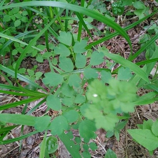 Thalictrum dioicum Blad