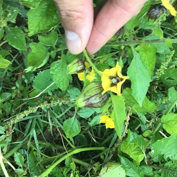 Physalis philadelphica Цветок