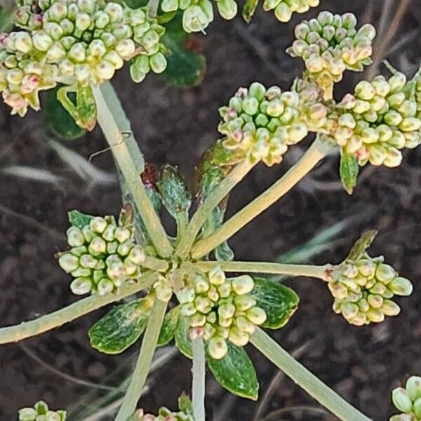 Eriogonum heracleoides Kukka