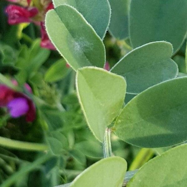 Sulla coronaria Blad