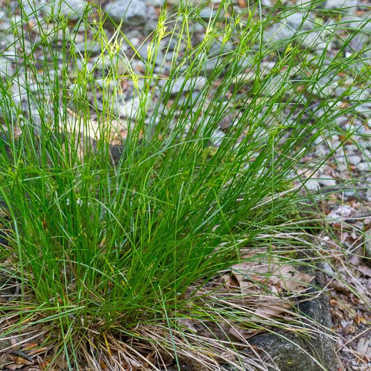 Carex remota Habit