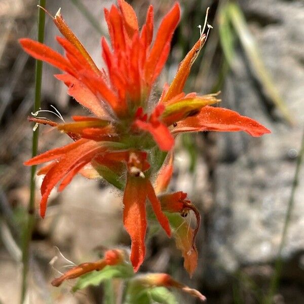 Castilleja pruinosa Fleur