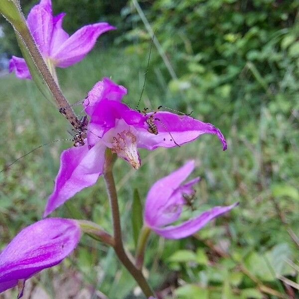 Cephalanthera rubra Цвят