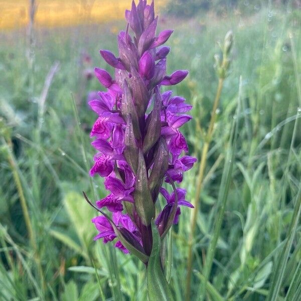 Dactylorhiza majalis Cvet