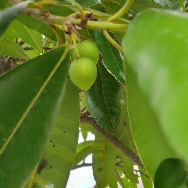 Calophyllum inophyllum Levél