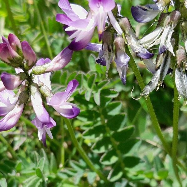 Astragalus alpinus 花