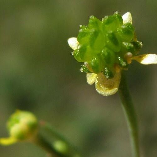 Ranunculus pusillus ফল