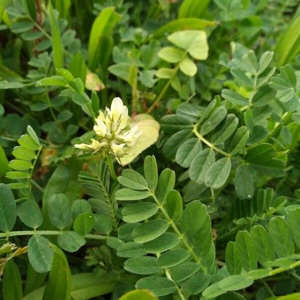 Astragalus hamosus Flower