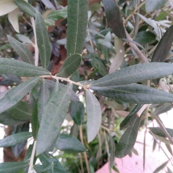 Olea europaea Leaf