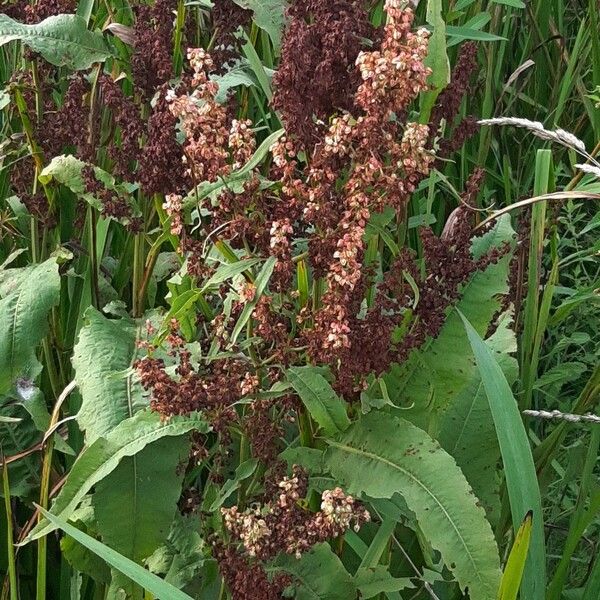 Rumex hydrolapathum Yaprak