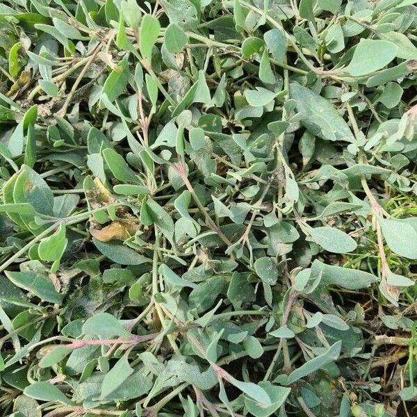 Atriplex portulacoides List