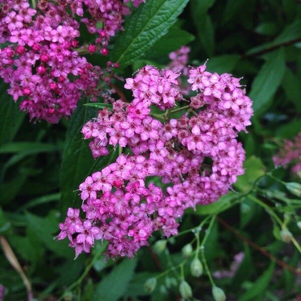 Spiraea japonica 花