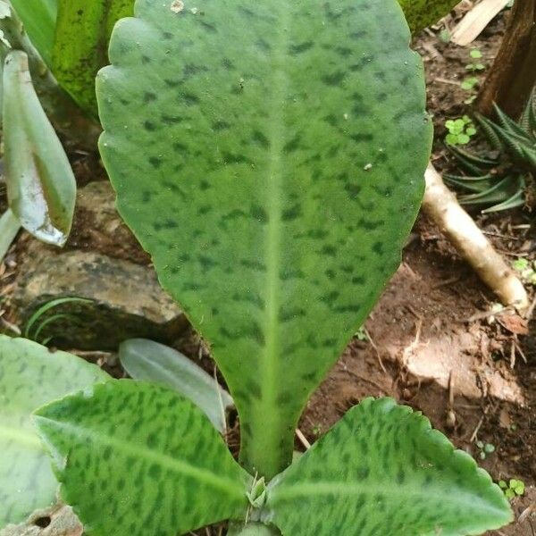 Kalanchoe gastonis-bonnieri Kvet