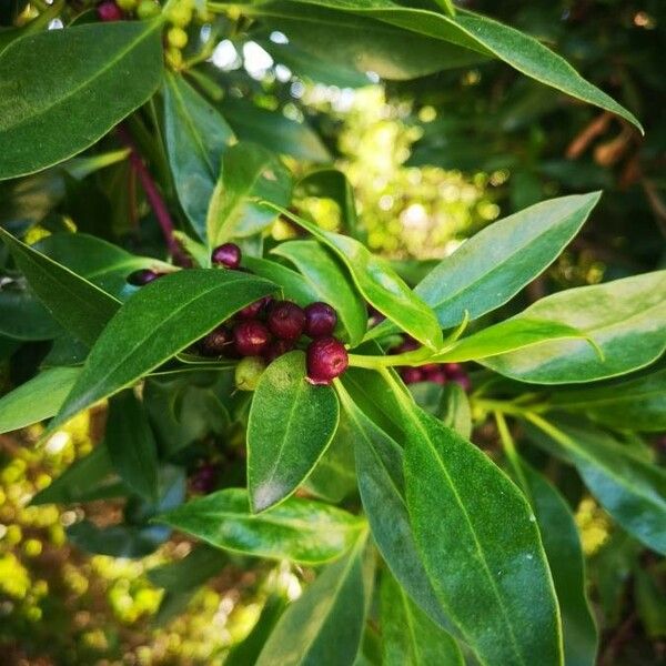 Myoporum laetum Owoc