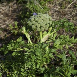 Angelica lucida 花