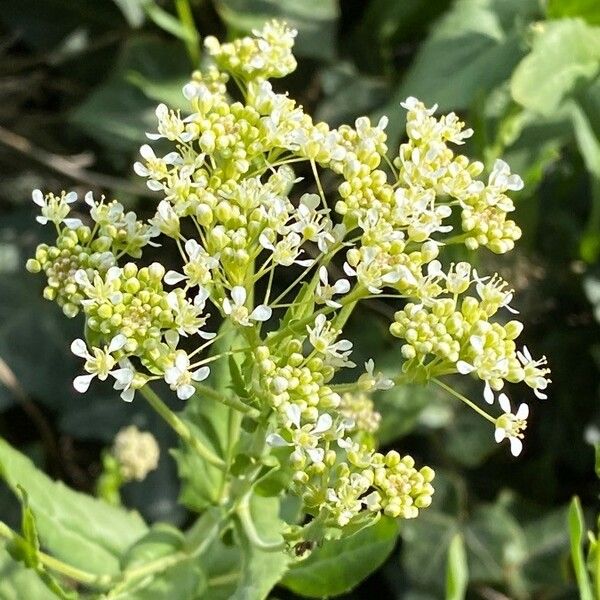 Lepidium draba 花