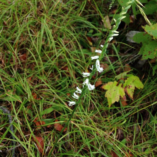 Spiranthes lacera Vivejo