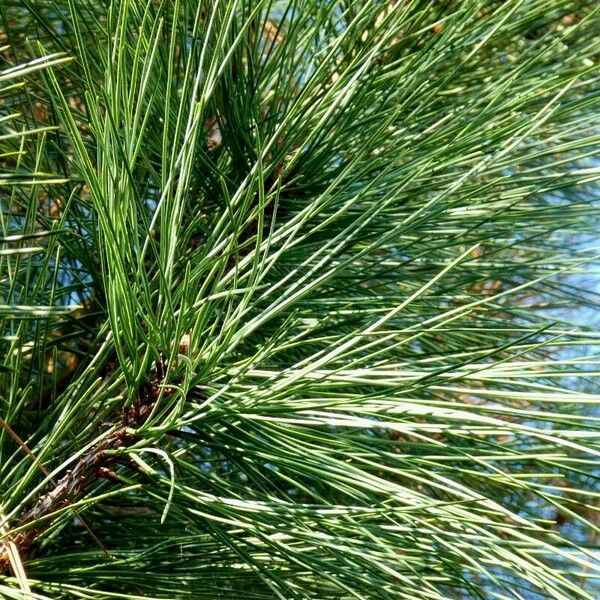 Pinus canariensis Leaf