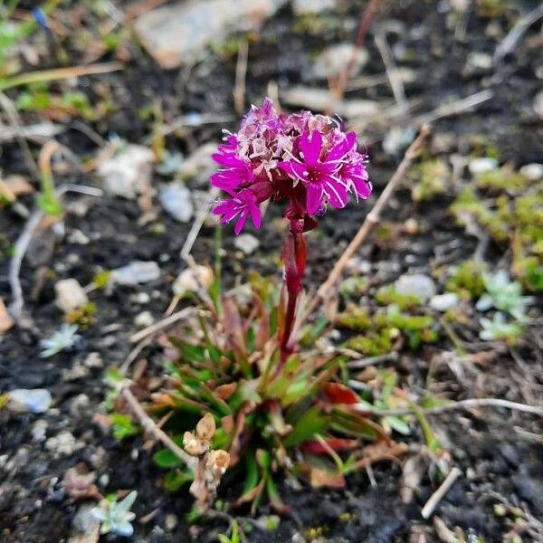 Viscaria alpina Õis