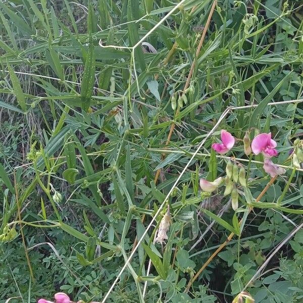 Lathyrus sylvestris Habitat